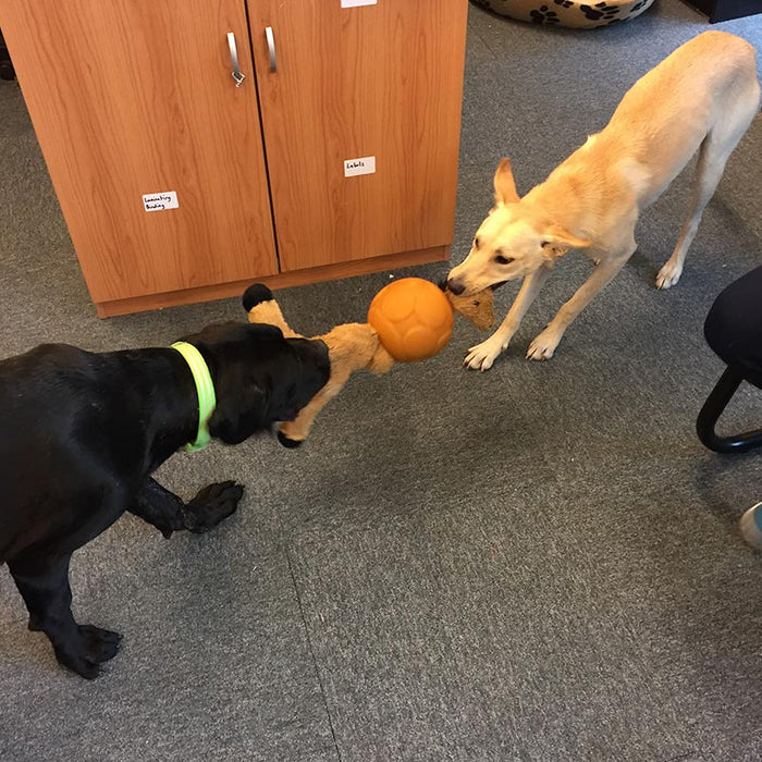 Aussie Dog - Buddy Ball Large - Sports Grade