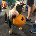 Aussie Dog - Buddy Ball Large - Sports Grade