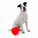 Aussie Dog - Enduro Ball Medium - Sports Grade