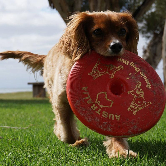 Aussie Dog - Fly… It Red - Sports Grade
