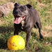 Aussie Dog - Tucker Ball Large - Sports Grade