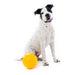 Aussie Dog - Tucker Ball Large - Sports Grade